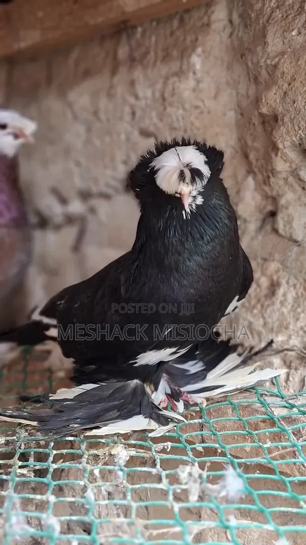 Male Trumpeter Pigeon - 1