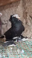 Male Trumpeter Pigeon - 2