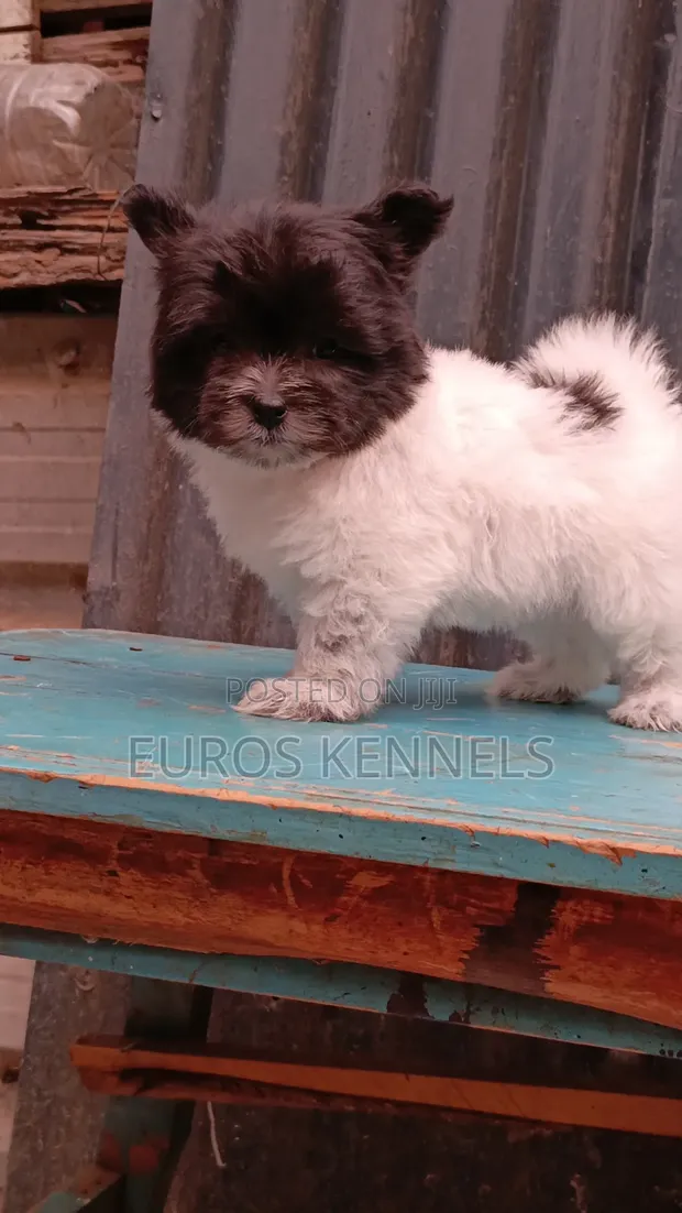 Female Purebred Havanese Puppy (1-3 Months) - 1