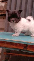 Kinda wa Kike wa Havanese Safi (Miezi 1-3) - 1