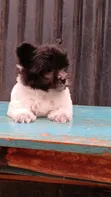 Kinda wa Kike wa Havanese Safi (Miezi 1-3) - 2