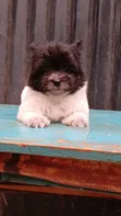 Kinda wa Kike wa Havanese Safi (Miezi 1-3) - 3