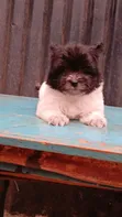 Kinda wa Kike wa Havanese Safi (Miezi 1-3) - 4