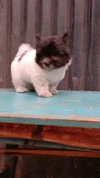 Kinda wa Kike wa Havanese Safi (Miezi 1-3) - 5