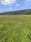 5 Acres Mbaruk, Nakuru - Quick Sale - 2