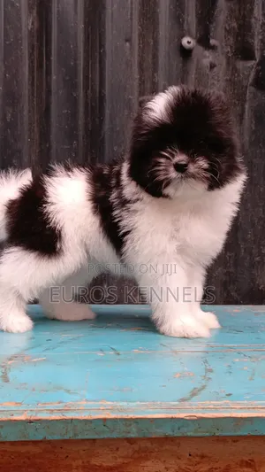 Kinda cha Havanese Safi wa Kike (Miezi 1-3)