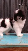 Kinda cha Havanese Safi wa Kike (Miezi 1-3) - 1