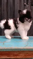 Kinda cha Havanese Safi wa Kike (Miezi 1-3) - 2