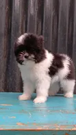 Kinda cha Havanese Safi wa Kike (Miezi 1-3) - 3