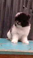 Kinda cha Havanese Safi wa Kike (Miezi 1-3) - 4