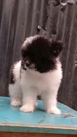 Kinda cha Havanese Safi wa Kike (Miezi 1-3) - 5