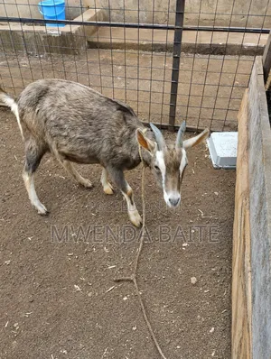 Gothenburg Goat - In Calf (3 Weeks)