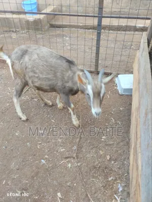 Gothenburg Goat - In Calf (3 Weeks)