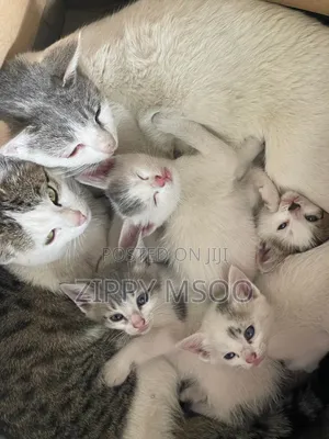 3-6 Month Male Mixed Breed Tabby Kitten