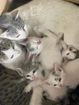 3-6 Month Male Mixed Breed Tabby Kitten - 1