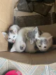3-6 Month Male Mixed Breed Tabby Kitten - 2