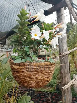 Maua ya Hanging Baskets