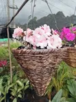Maua ya Hanging Baskets - 2