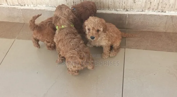 Pooch wa Poodle Safi - Miezi 1-3 - 1