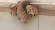 Pooch wa Poodle Safi - Miezi 1-3 - 1
