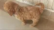 Pooch wa Poodle Safi - Miezi 1-3 - 2
