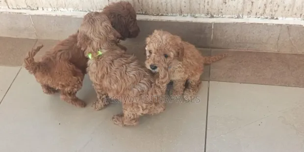 Pooch wa Safi wa Poodle - Miezi 1-3 - 1