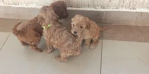 Pooch wa Safi wa Poodle - Miezi 1-3