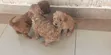 Pooch wa Safi wa Poodle - Miezi 1-3 - 1