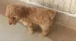 Pooch wa Safi wa Poodle - Miezi 1-3 - 2