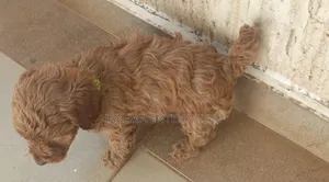 Female Purebred Poodle Puppy (1-3 Months)