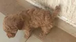 Kinda Safi wa Poodle wa Kike (Miezi 1-3) - 1