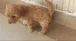 Kinda Safi wa Poodle wa Kike (Miezi 1-3) - 2