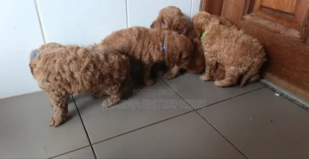 Purebred Poodle Puppy - 1-3 Months Old - 1