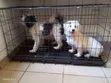 Heavy Duty Foldable Dog Cage/Kennel - 1