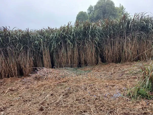 Australia Red Napier Grass - 10,000 Cuttings - 1