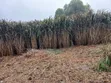 Australia Red Napier Grass - 10,000 Cuttings - 1