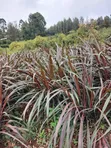 Australia Red Napier Grass - 10,000 Cuttings - 2