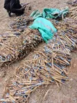Australia Red Napier Grass - 10,000 Cuttings - 3