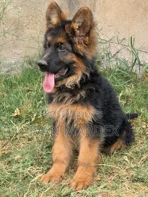 Purebred German Shepherd Puppy, 1-3 Months Old