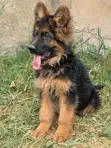 Purebred German Shepherd Puppy, 1-3 Months Old - 1