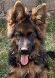 Purebred German Shepherd Puppy, 1-3 Months Old - 2