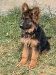 Purebred German Shepherd Puppy, 1-3 Months Old - 3
