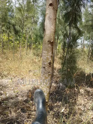 Nusu Eka Ardhi kwa Uuzaji Rangau