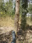 Nusu Eka Ardhi kwa Uuzaji Rangau - 1