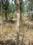 Nusu Eka Ardhi kwa Uuzaji Rangau - 2