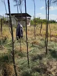 Nusu Eka Ardhi kwa Uuzaji Rangau - 3