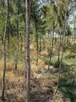 Nusu Eka Ardhi kwa Uuzaji Rangau - 4