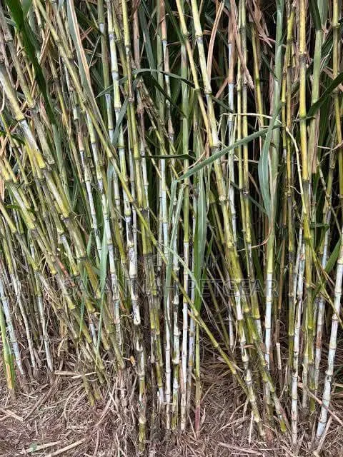 Juncao Grass Cuttings - Biomass Nyingi - 1