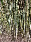 Juncao Grass Cuttings - Biomass Nyingi - 1