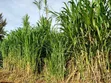 Juncao Grass Cuttings - Biomass Nyingi - 2